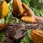 Cocoa