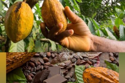 Cocoa