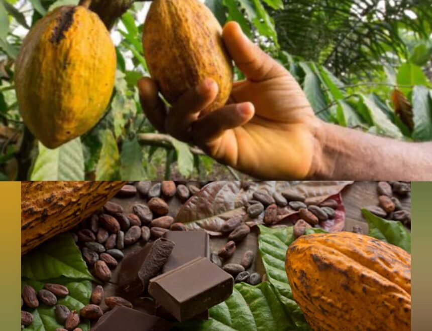 Cocoa