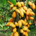 COCOBOD expecting over $4bn inflows before end of year – BoG Governor