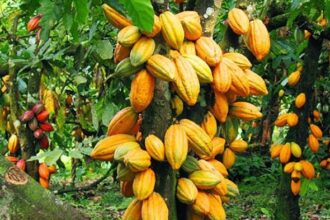 COCOBOD expecting over $4bn inflows before end of year – BoG Governor