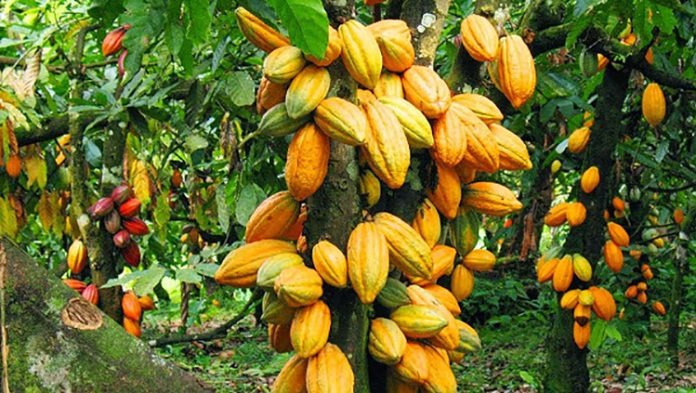 COCOBOD expecting over $4bn inflows before end of year – BoG Governor
