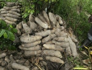 Sustainable Farming for a Better Future