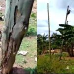 Termite-Infested Electric Poles Endanger Lives in Soko Community