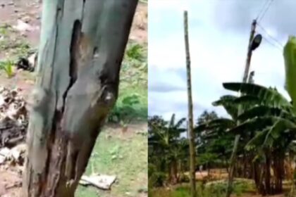 Termite-Infested Electric Poles Endanger Lives in Soko Community