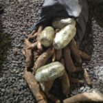 Ashaiman Drug Bust: Police Seize 18 Slabs of Indian Hemp Hidden Among Cassava