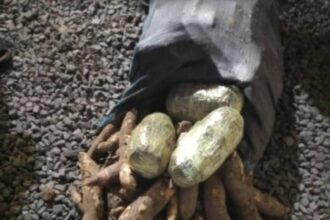 Ashaiman Drug Bust: Police Seize 18 Slabs of Indian Hemp Hidden Among Cassava