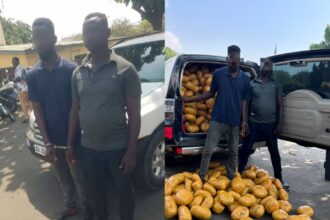 Tema Police Intercept Over 1,600 Parcels of Suspected Narcotic Drugs