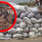 Evans Manasseh Writes: The Silent Crisis Facing Yam and Cassava Farmers in the Oti and Northern Regions