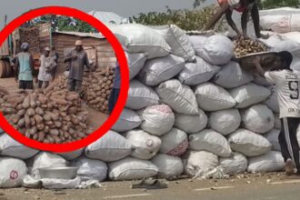 Evans Manasseh Writes: The Silent Crisis Facing Yam and Cassava Farmers in the Oti and Northern Regions