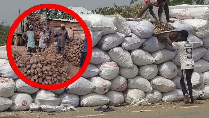 Evans Manasseh Writes: The Silent Crisis Facing Yam and Cassava Farmers in the Oti and Northern Regions