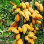 World Bank Commits $75 Million to Cocoa Rehabilitation in Ghana