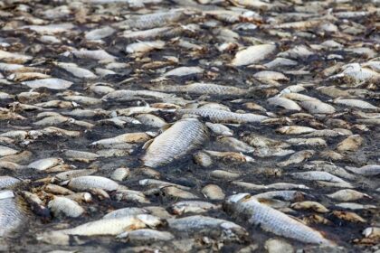 Authorities Issue Health Warning After Mass Fish Deaths at Tema Shipyard