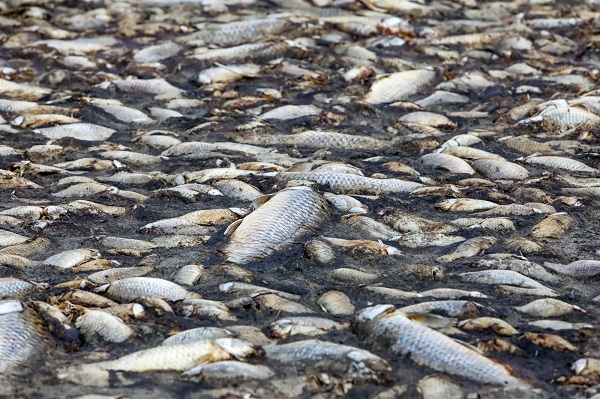 Authorities Issue Health Warning After Mass Fish Deaths at Tema Shipyard