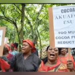 Cocoa Farmers Declare MP ‘Wanted’ Over Alleged Broken Price Promise