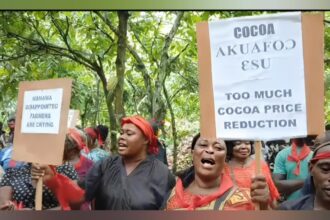 Cocoa Farmers Declare MP ‘Wanted’ Over Alleged Broken Price Promise