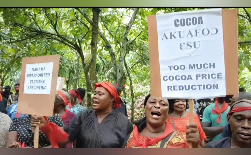 Cocoa Farmers Declare MP ‘Wanted’ Over Alleged Broken Price Promise