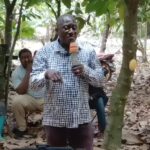 ‘Thieves Now Target Avocados Instead of Cocoa’ – Damoah Slams Falling Cocoa Prices