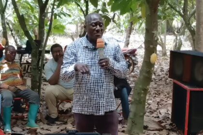‘Thieves Now Target Avocados Instead of Cocoa’ – Damoah Slams Falling Cocoa Prices