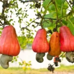Cashew Sector Set for Boost as Ghana Moves to Curb Raw Exports