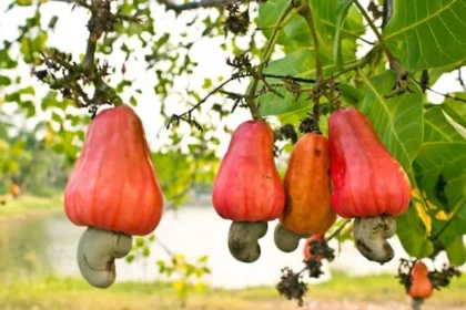 Cashew Sector Set for Boost as Ghana Moves to Curb Raw Exports