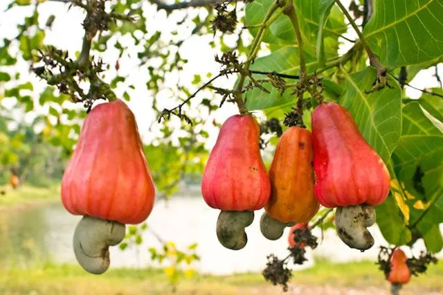 Cashew Sector Set for Boost as Ghana Moves to Curb Raw Exports