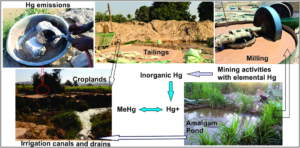 Methylmercury process
