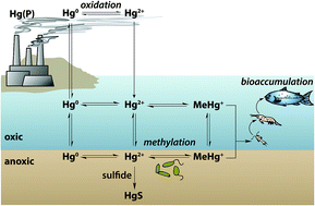 Methylmercury process