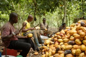 Cocoa Farmers not paid by TMG Research & Investigative Desk