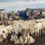 MOFA Warns Against Unauthorized Livestock Markets Ahead of Islamic Festival