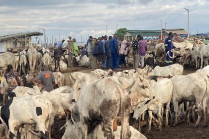 MOFA Warns Against Unauthorized Livestock Markets Ahead of Islamic Festival